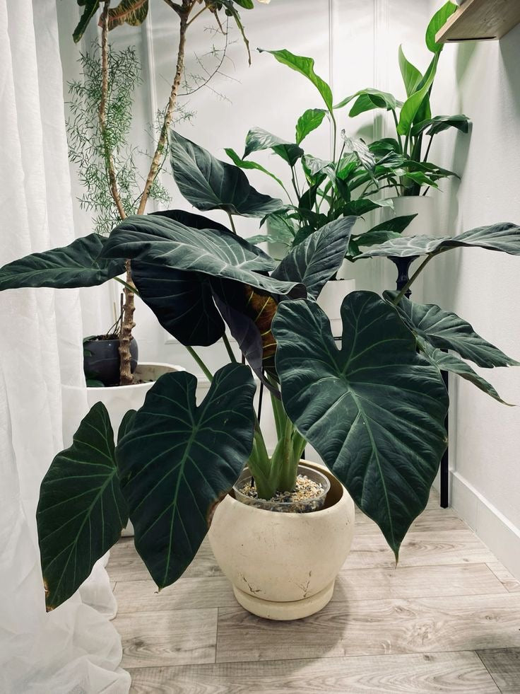 Alocasia