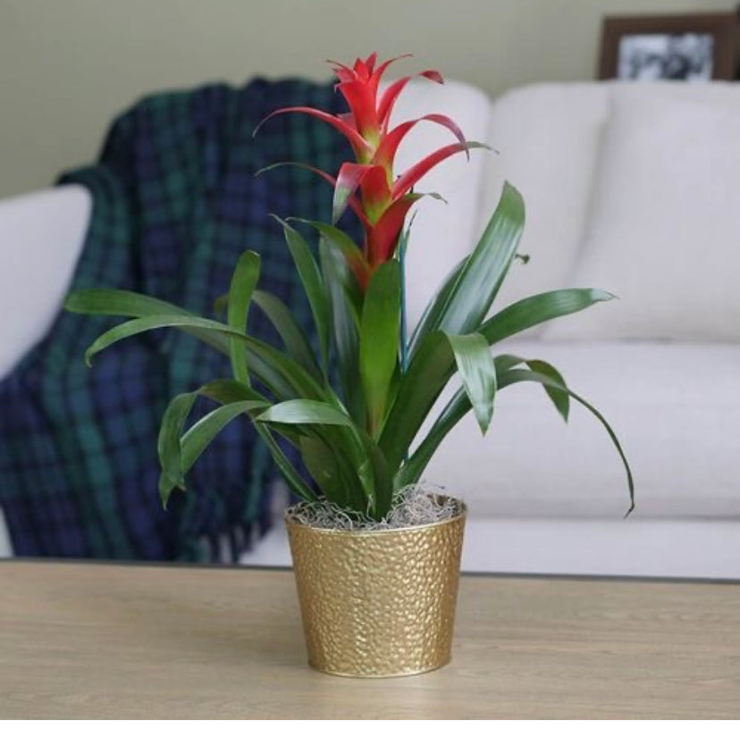Guzmania