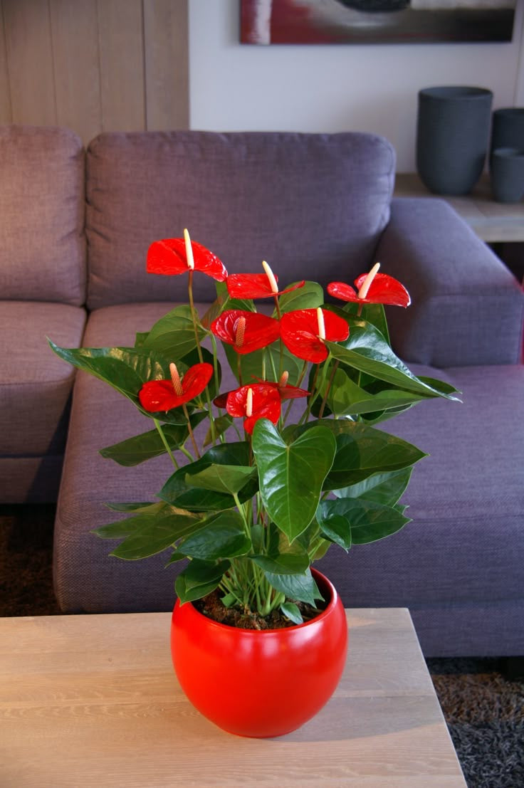 Anthurium