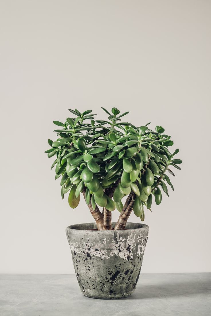 Crassula