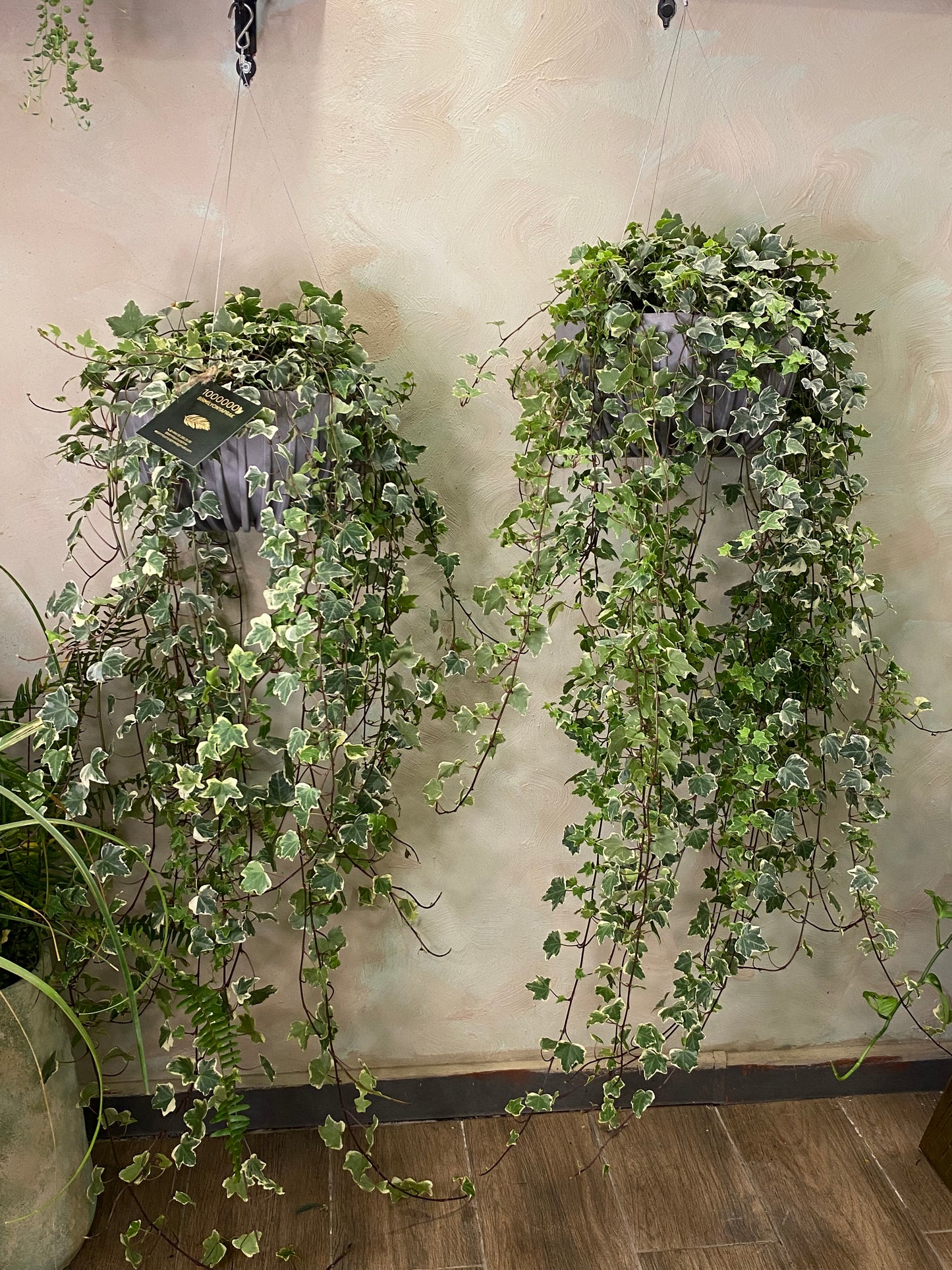 Hedera