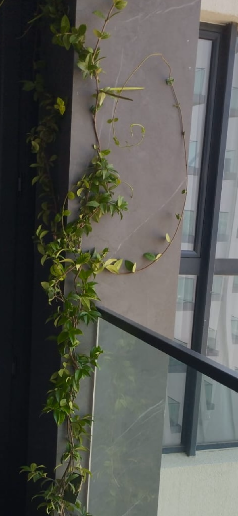 Sarmaşıq dizaynı “Jasmin”