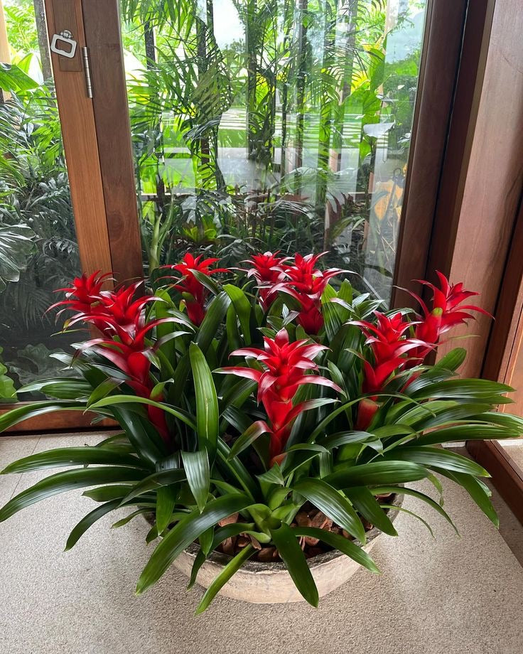 Guzmania