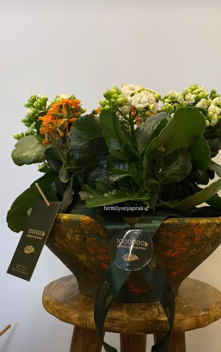 Calanchoe