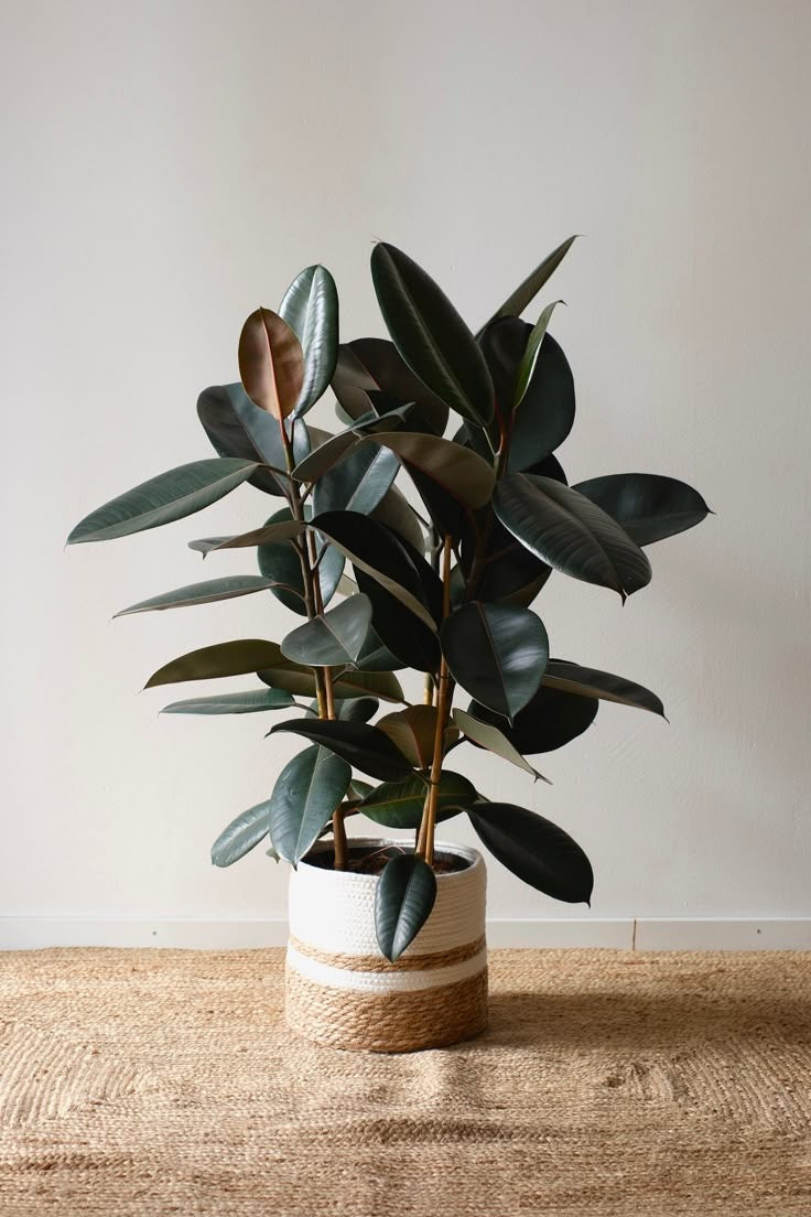 Ficus elastica