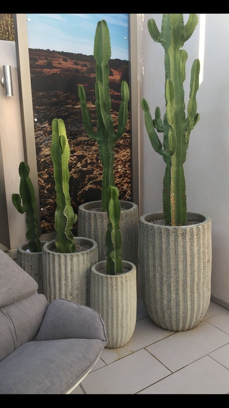 Cactus “Euphorbia”