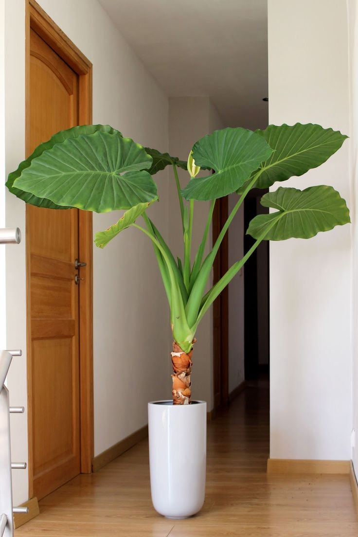 Alocasia