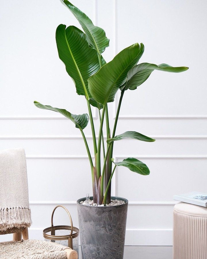 Strelitzia nicolai