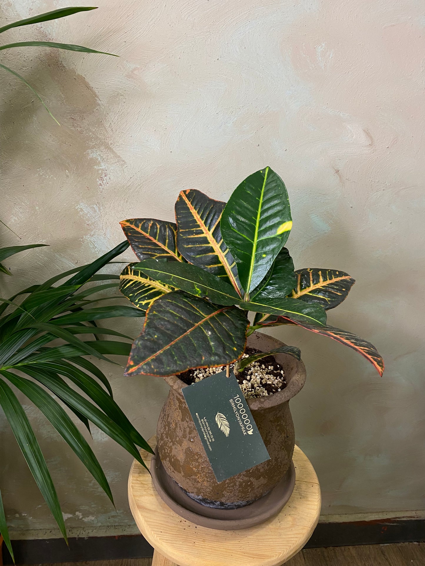 Croton