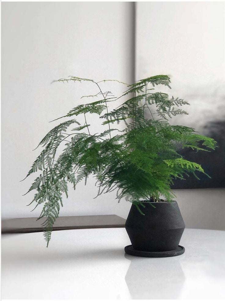 Masa üstü bitkilər