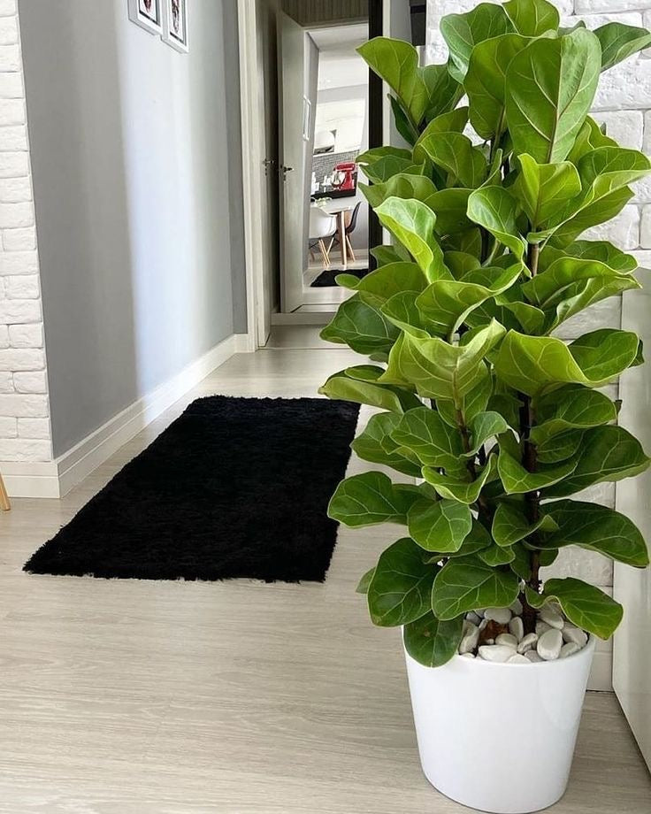 Ficus lyrata
