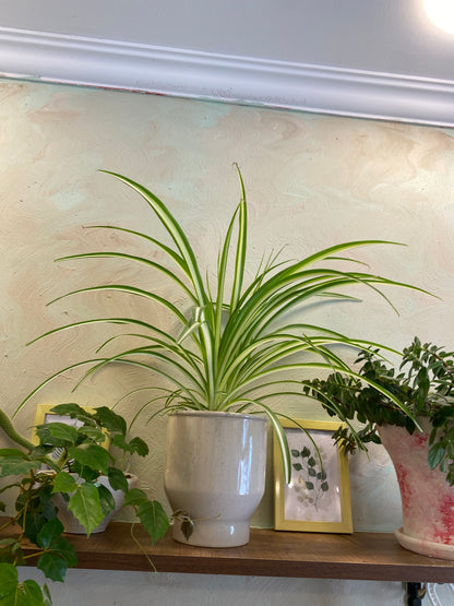 Masa üstü bitkilər