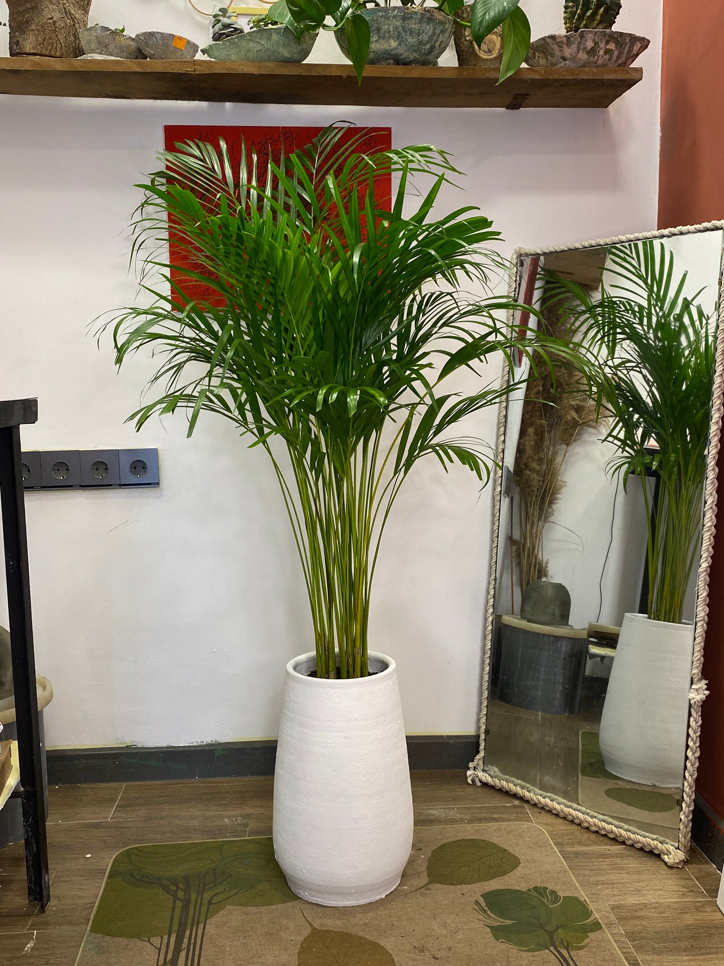 Areka palm