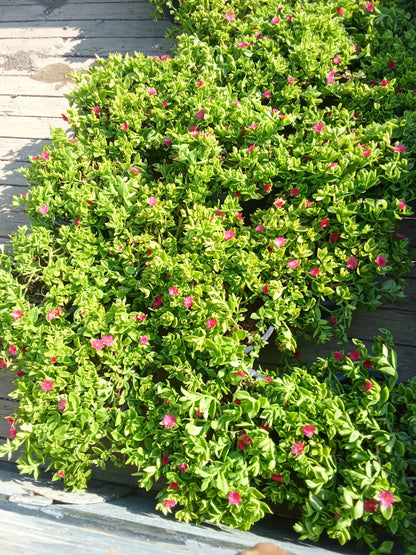 Hər növ çöl məkan bitki və ağacları