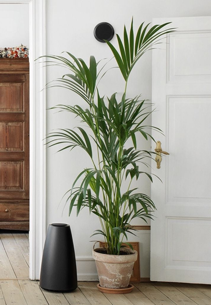 Howea palm