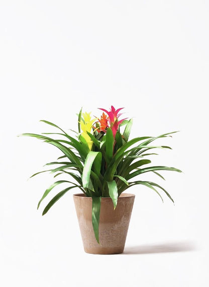 Masa üstü bitkilər