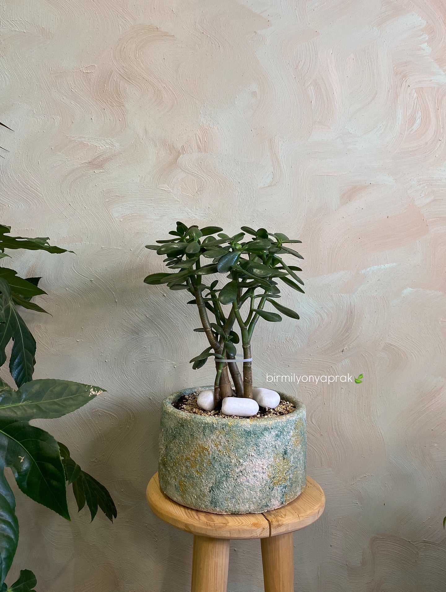 Masa üstü bitkilər