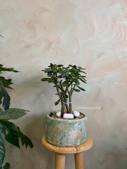 Masa üstü bitkilər