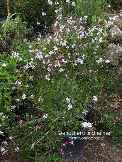 Hər növ çöl məkan bitki və ağacları