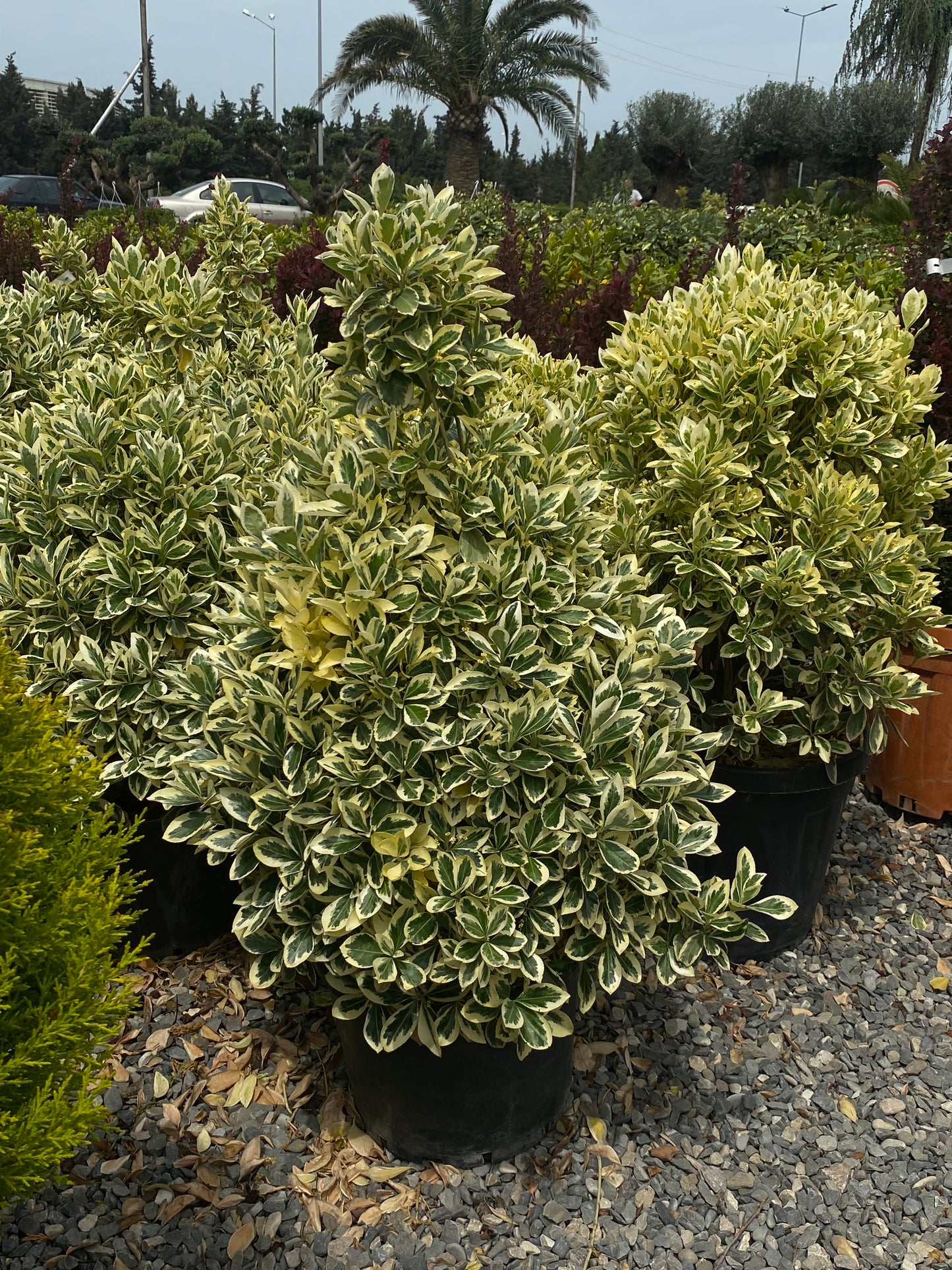 Hər növ çöl məkan bitki və ağacları