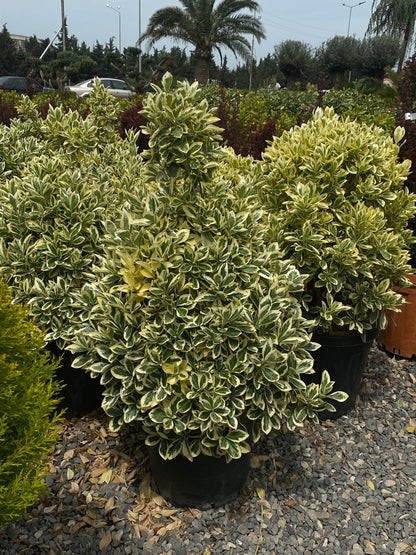 Hər növ çöl məkan bitki və ağacları