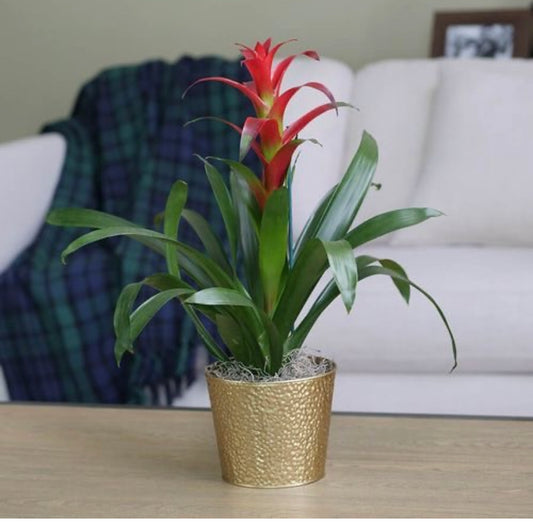 Guzmania