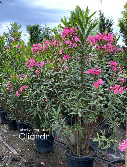 Hər növ çöl məkan bitki və ağacları