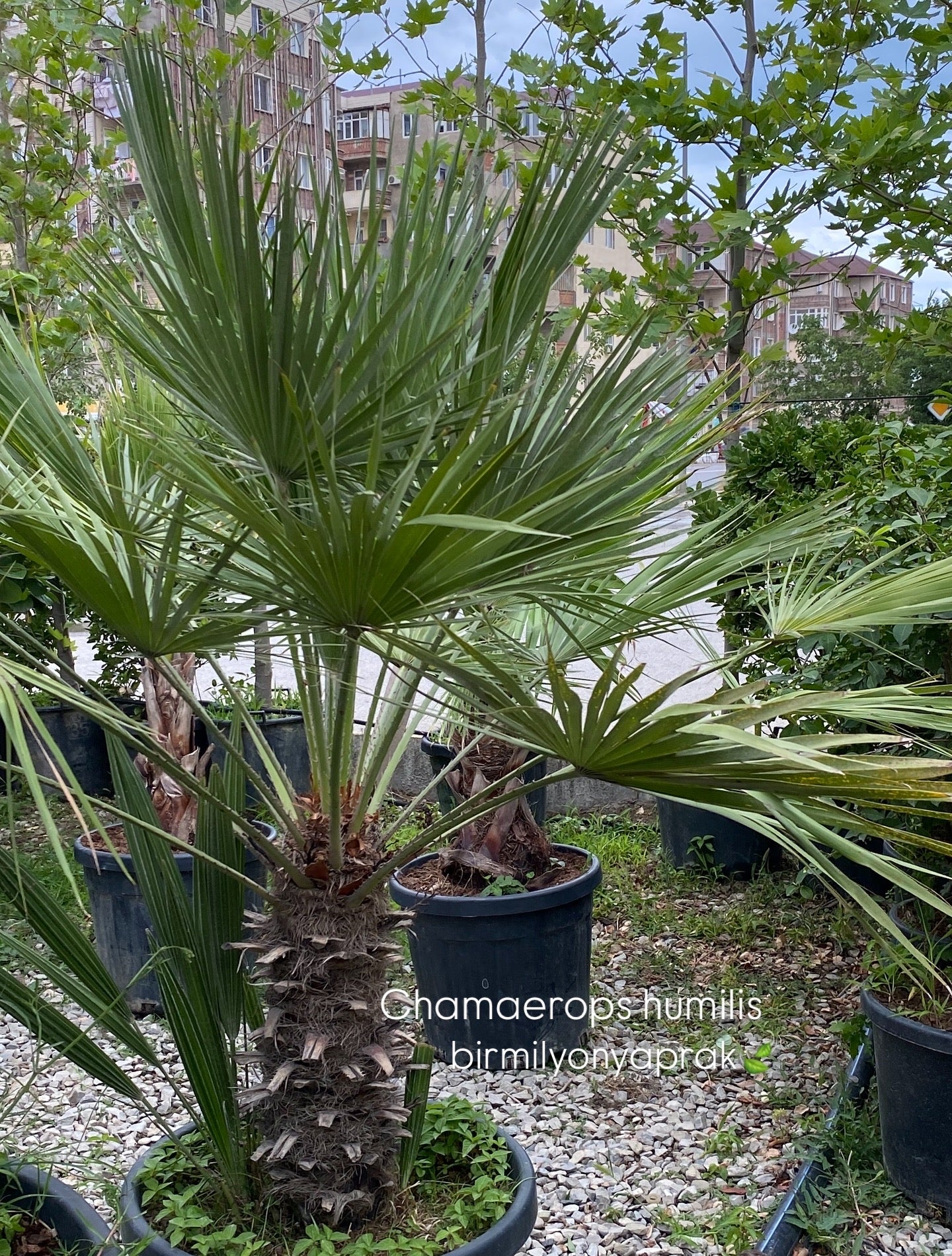 Hər növ çöl məkan bitki və ağacları