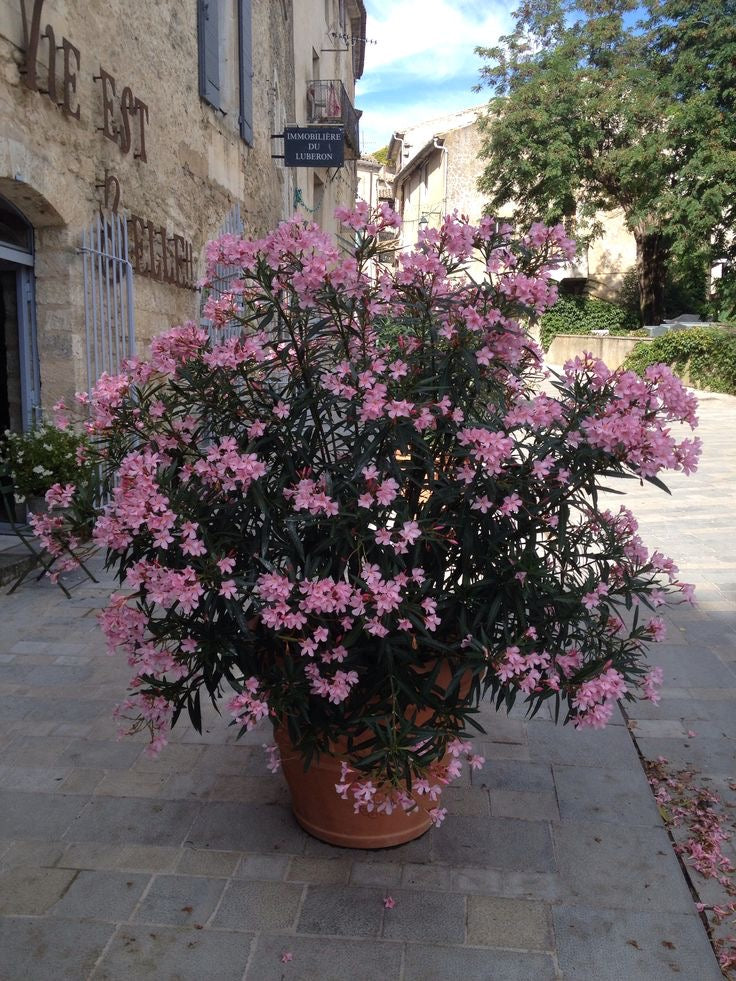 Hər növ çöl məkan bitki və ağacları