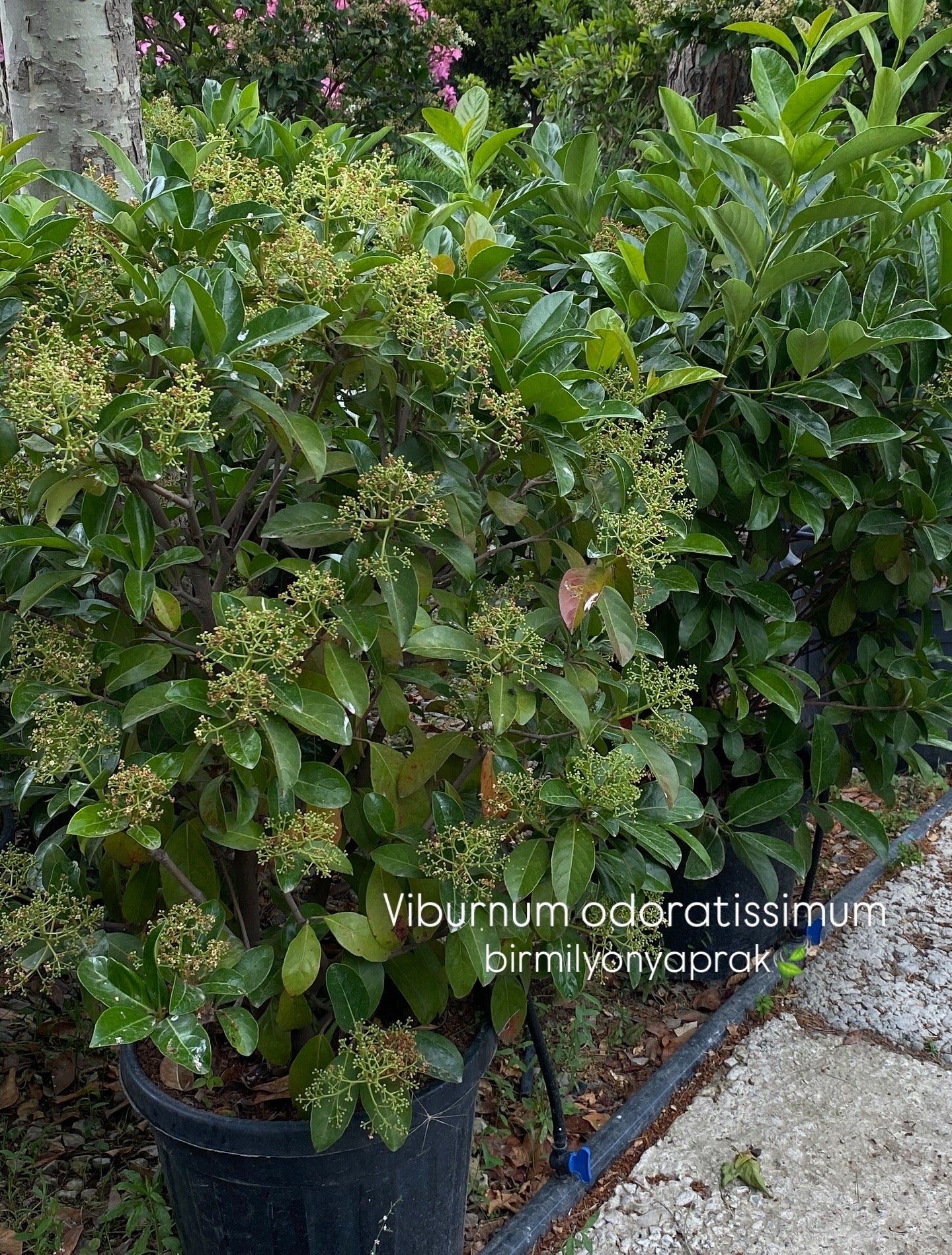 Hər növ çöl məkan bitki və ağacları