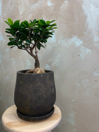 Masa üstü bitkilər