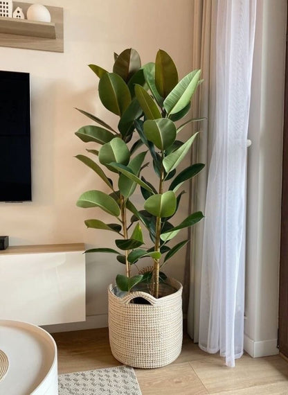 Ficus elastica