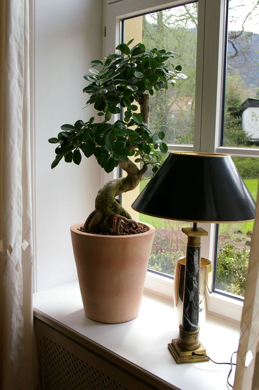 Ficus bonsai