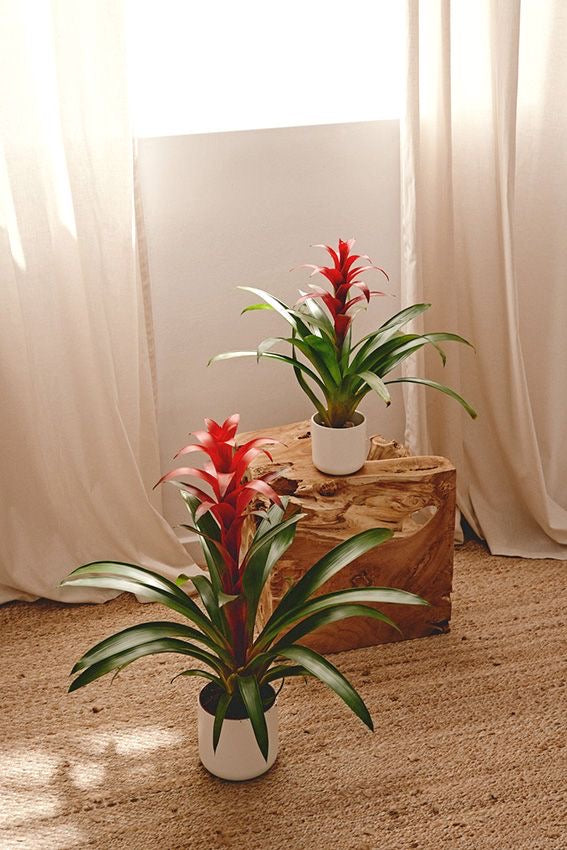 Guzmania