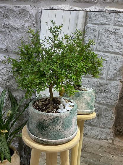 Masa üstü bitkilər