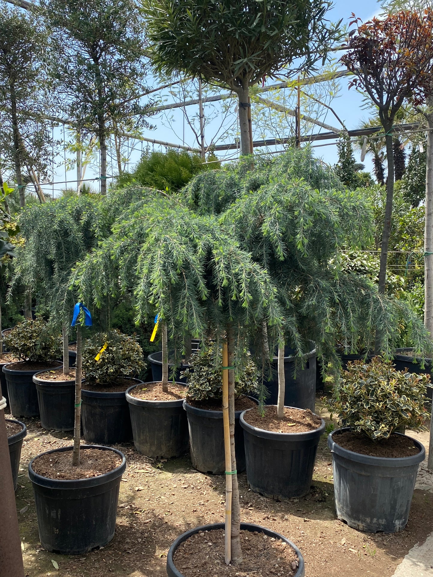 Hər növ çöl məkan bitki və ağacları