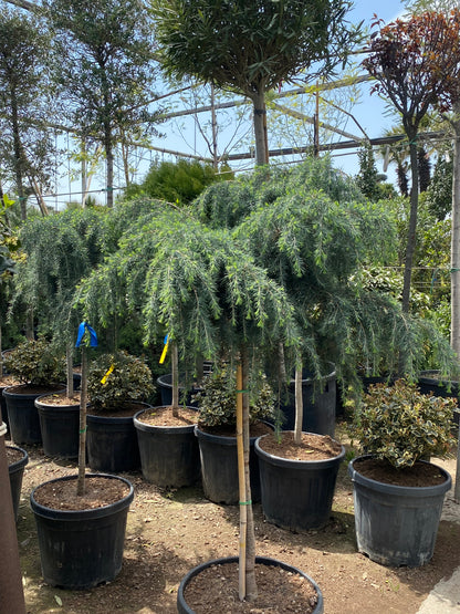 Hər növ çöl məkan bitki və ağacları