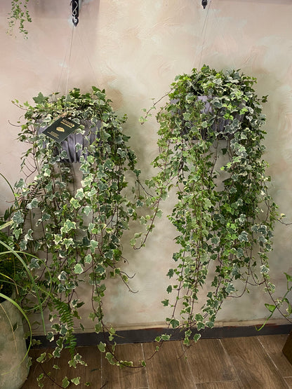 Hedera