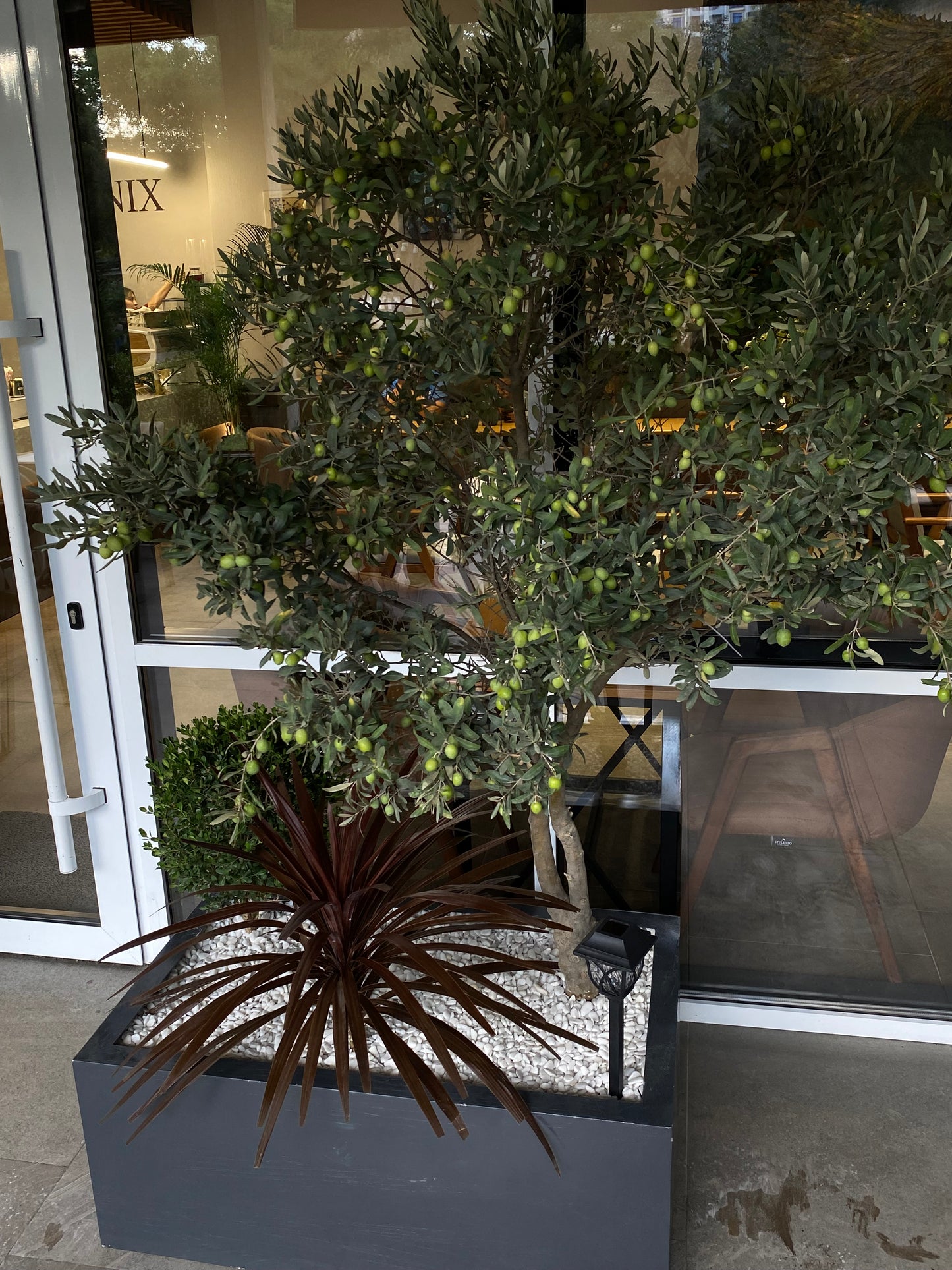 Bitki dizayn “kompozisiya”