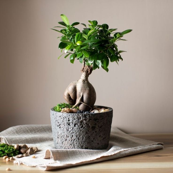 Ficus bonsai