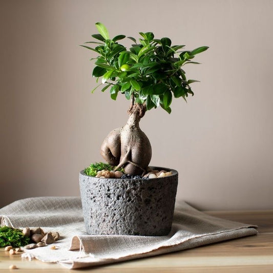 Ficus bonsai