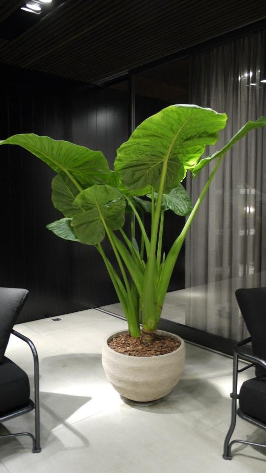 Alocasia