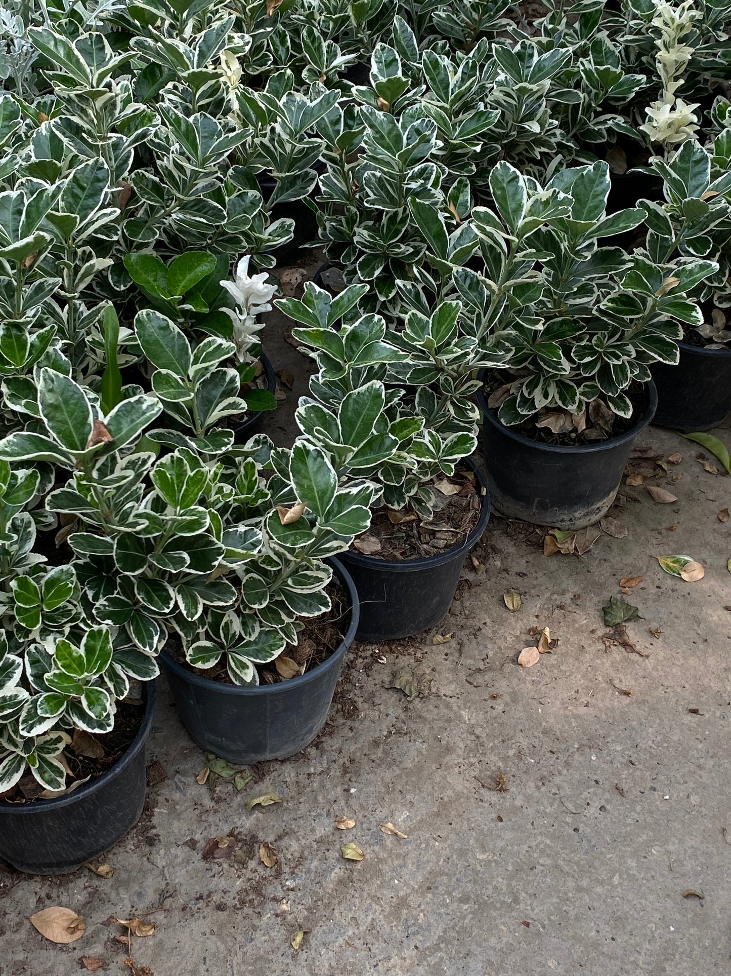 Hər növ çöl məkan bitki və ağacları