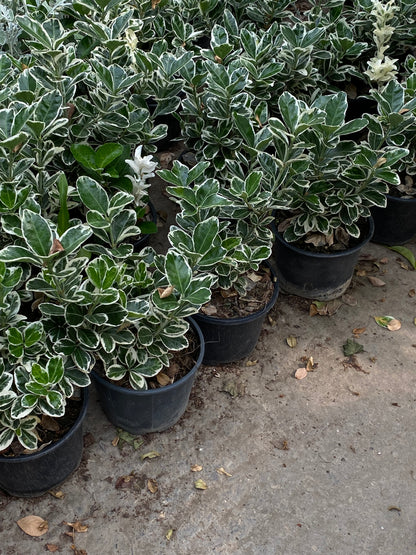 Hər növ çöl məkan bitki və ağacları