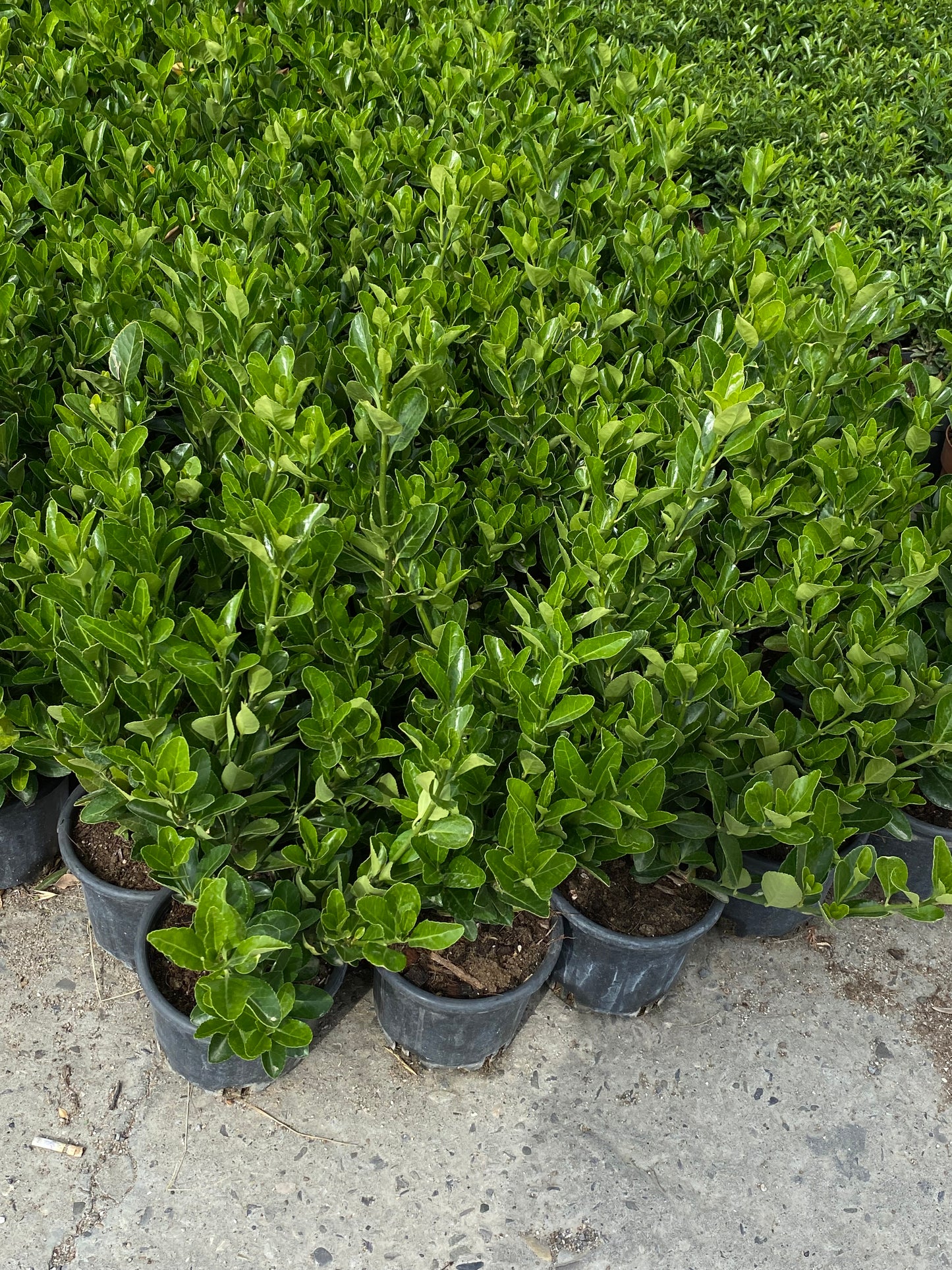 Hər növ çöl məkan bitki və ağacları