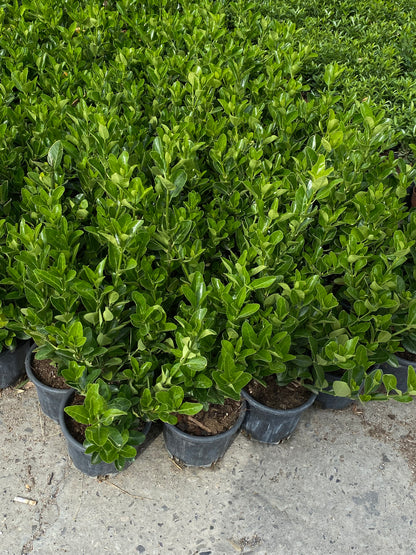 Hər növ çöl məkan bitki və ağacları