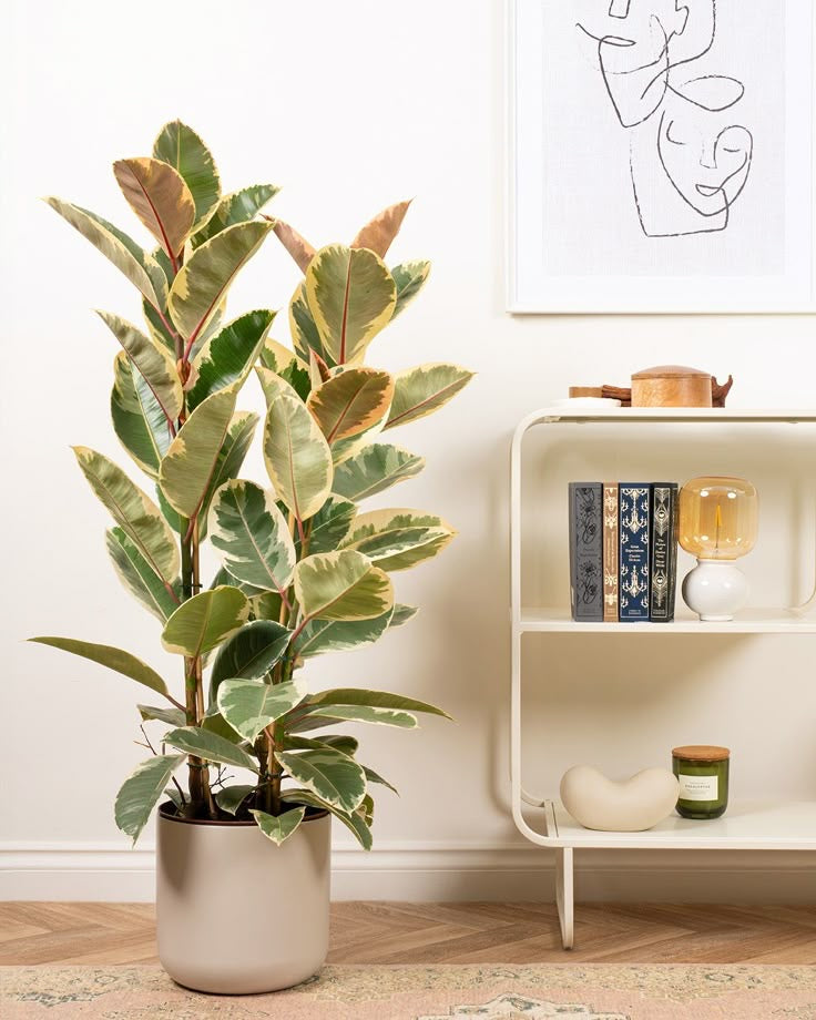Ficus elastica
