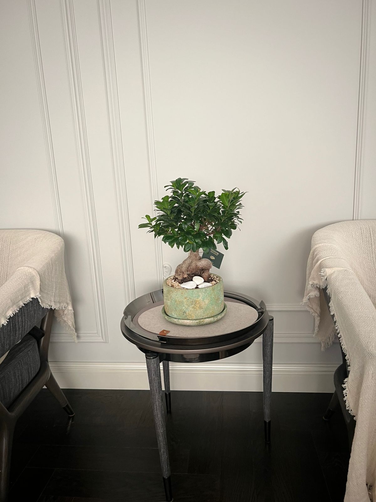 Masa üstü bitkilər