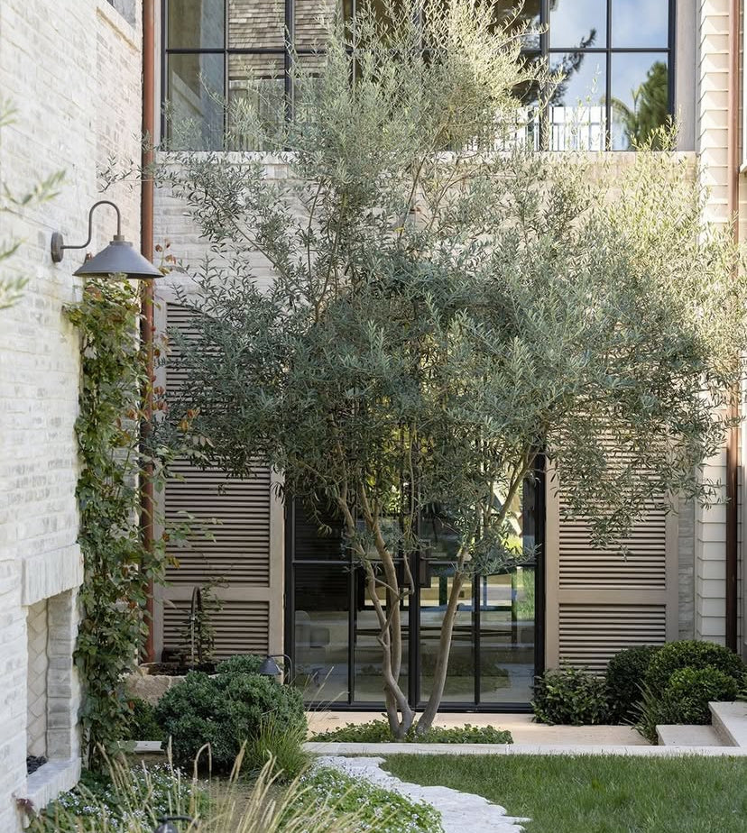 Bitki dizayn “kompozisiya”