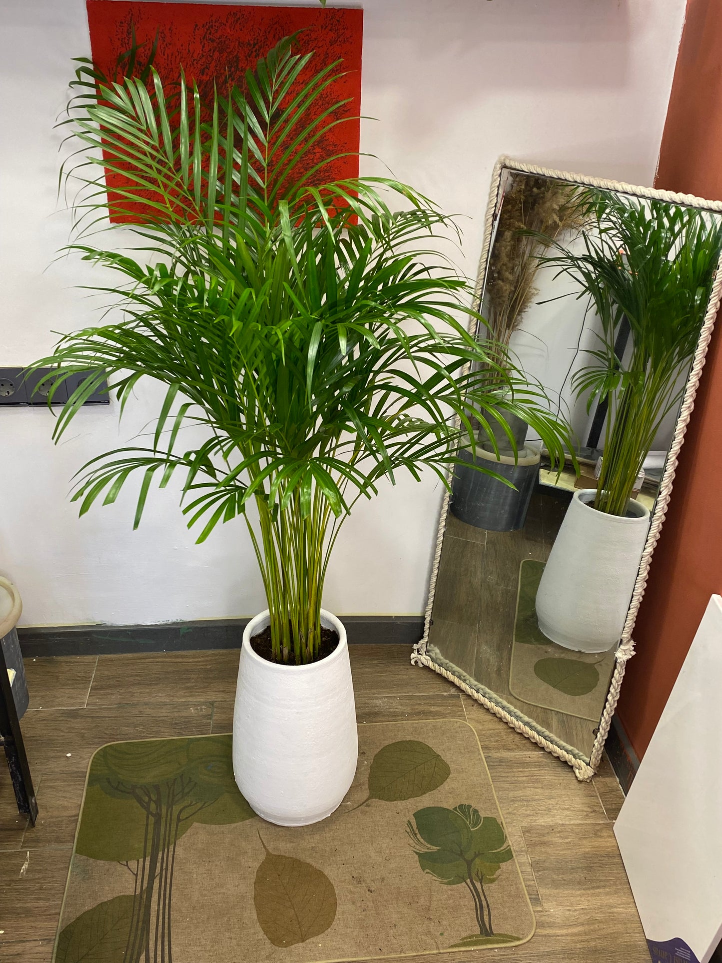 Areka palm